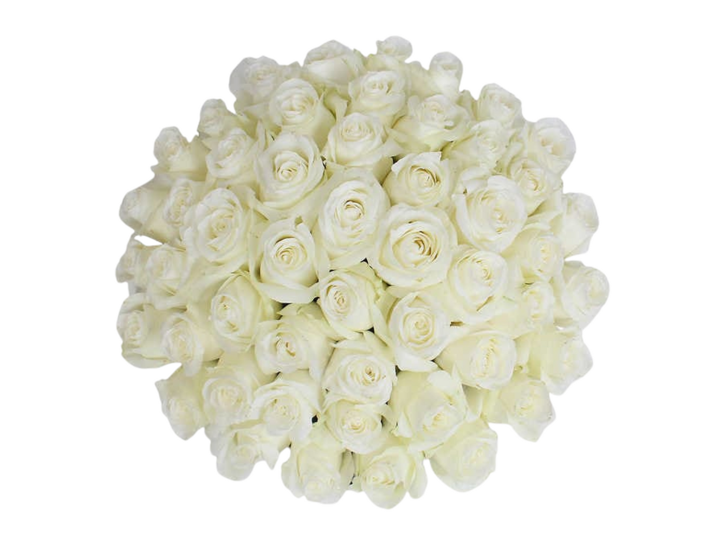 “Ella” Roses (ship)