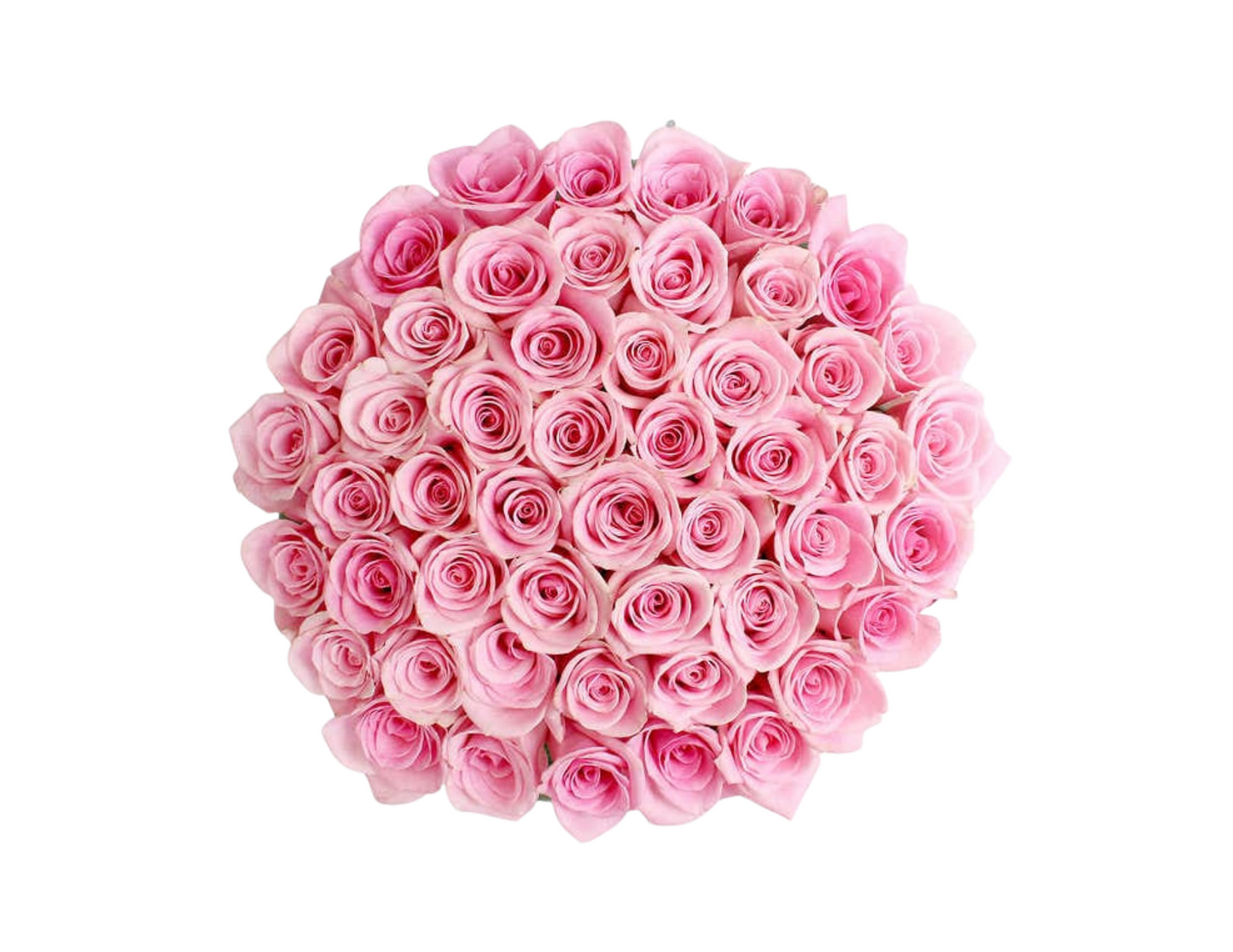 “Primrose” Roses (ship)