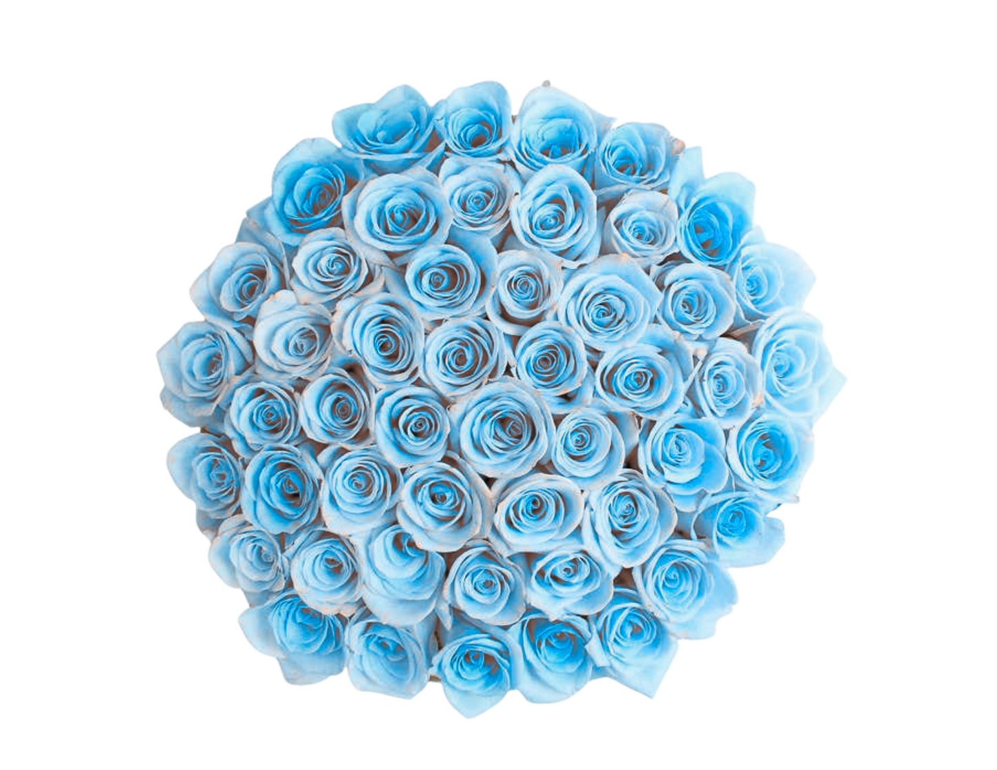 “Daisy” Roses (ship)