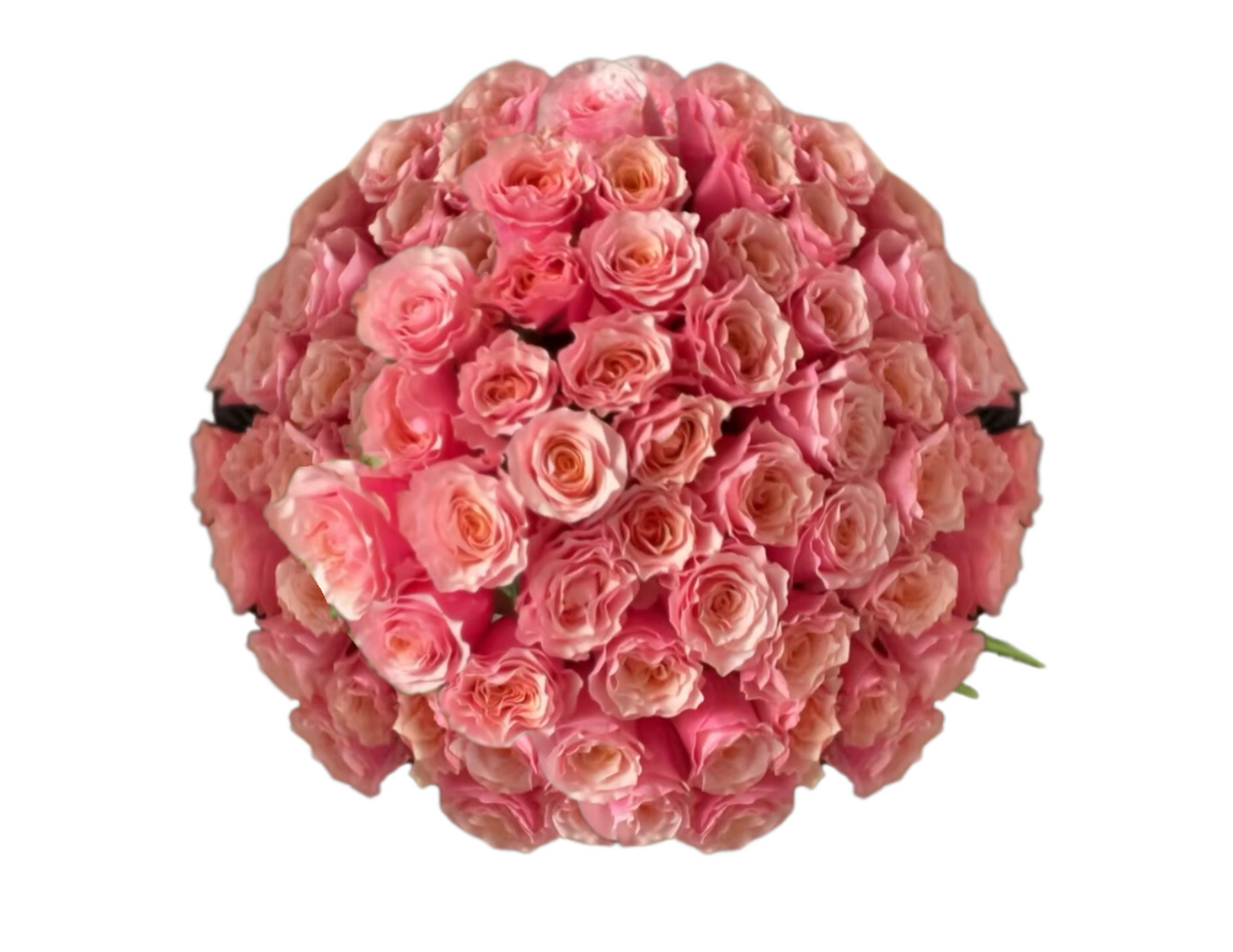 “Stuck on You” Roses (ship)