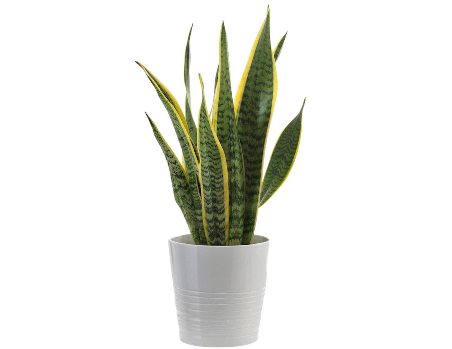 “CIA” Plant Babe