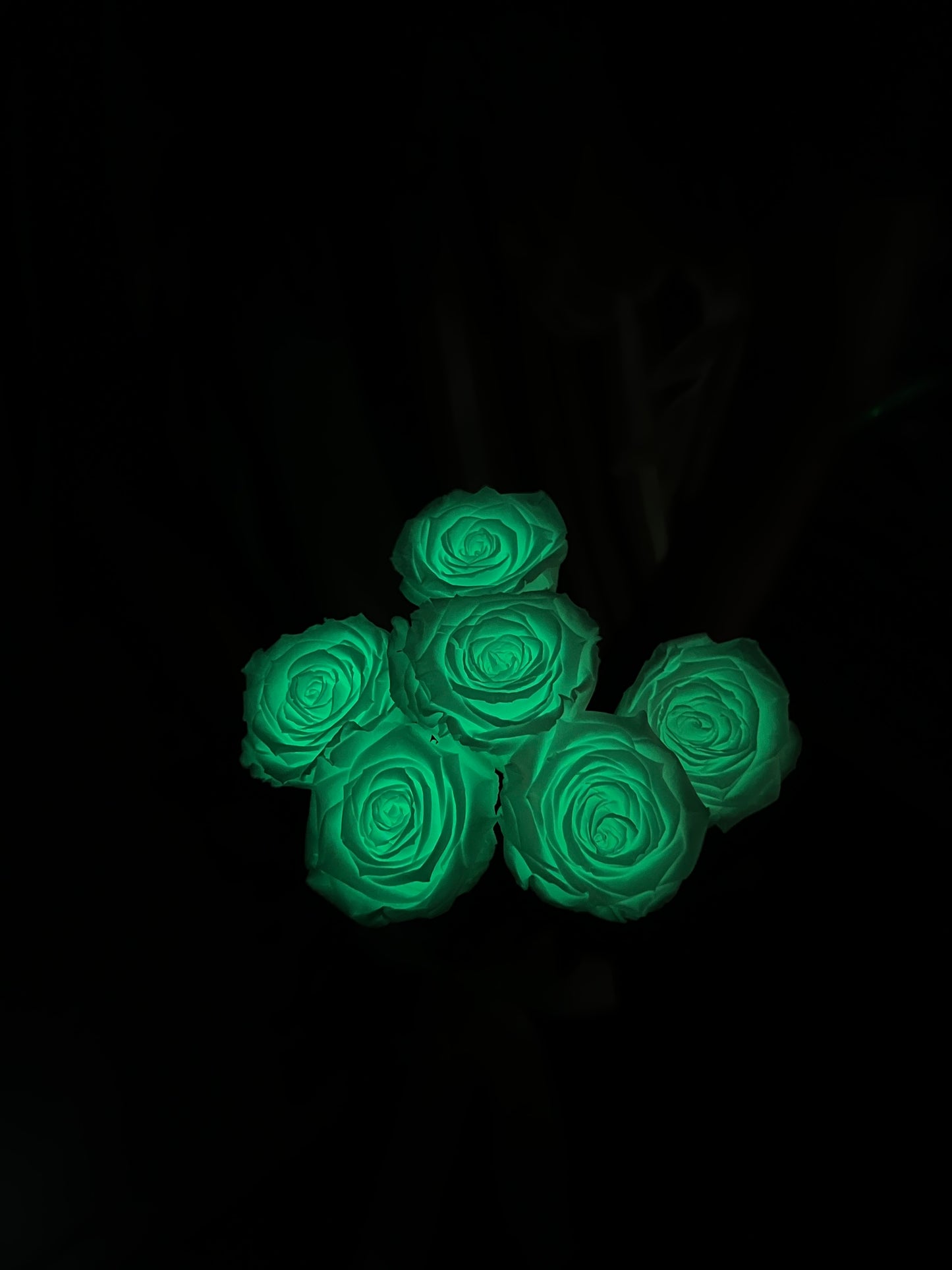 Eternal "white "glow in the dark " rose"