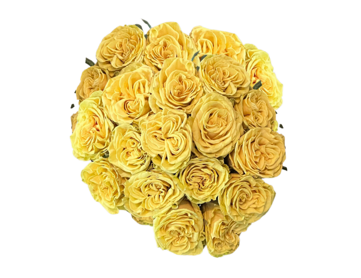 "Sahara" Roses