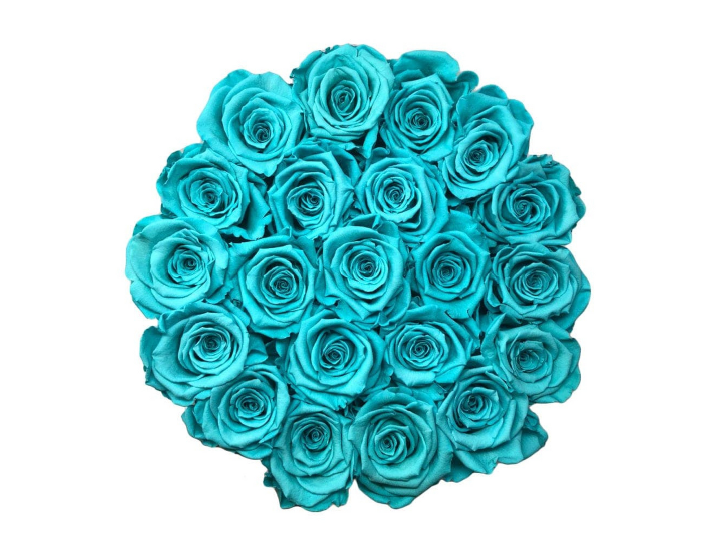 "Tiffany Please" Roses