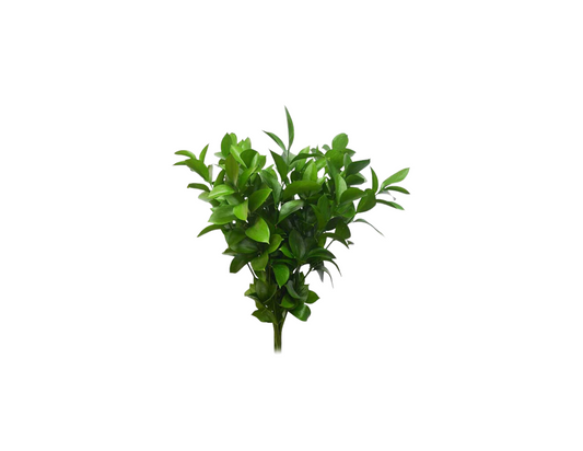 Ruscus Israeli