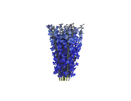 Delphinium Sea Waltz