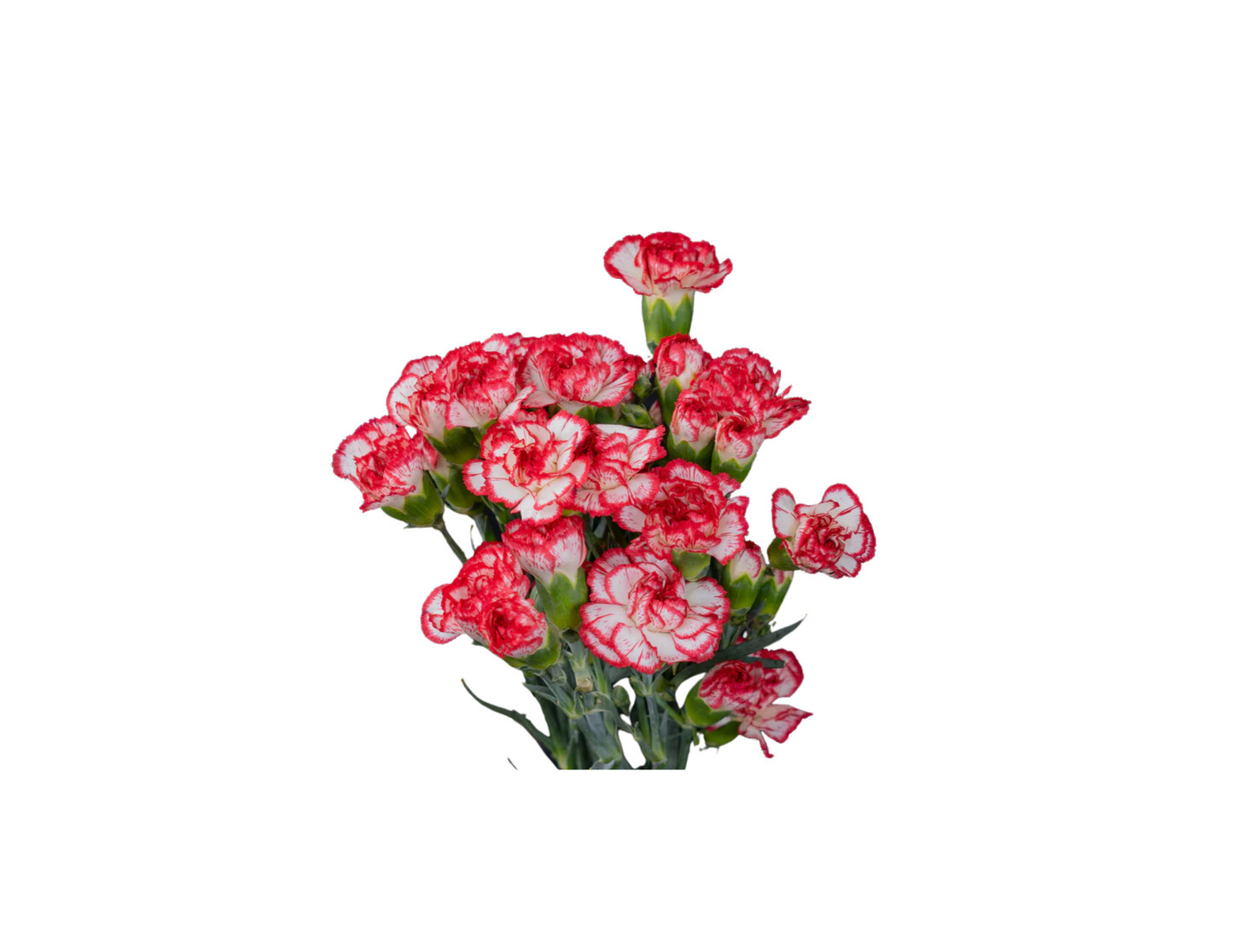 Carnations