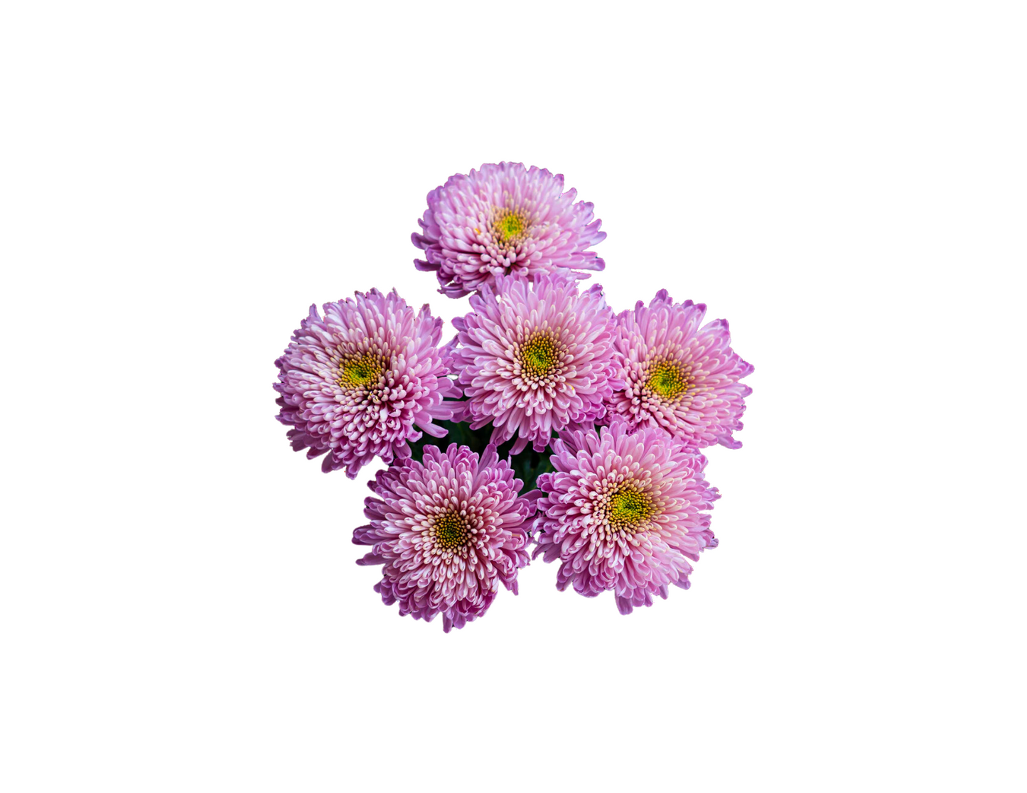 Chrysantemum