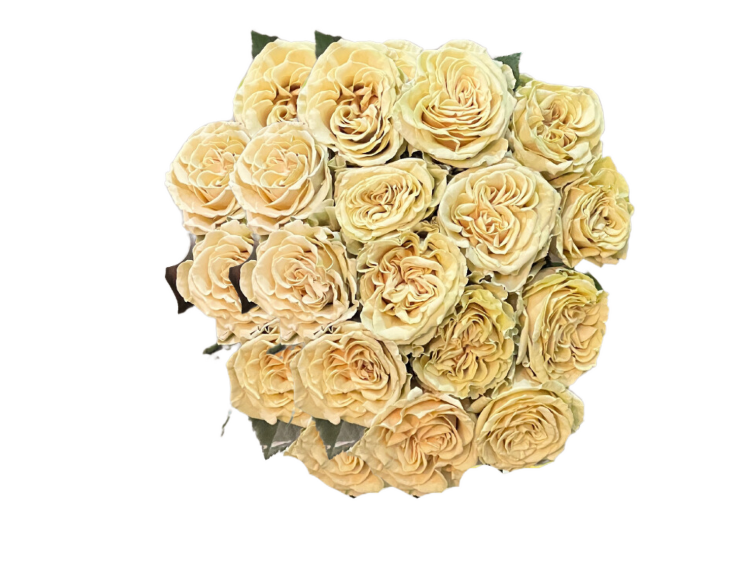 "Oatmeal" Roses